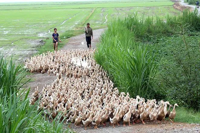 duck running the fields (vit chay dong)