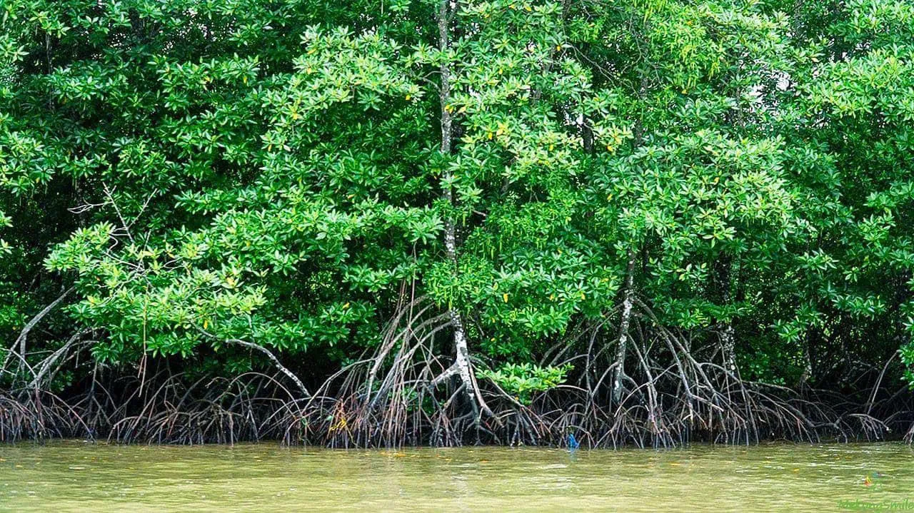 mangrove trees in Can Gio