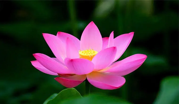 The Lotus - the Vietnam's famous symbol