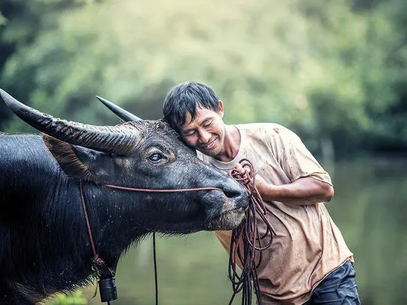Vietnam's Buffalo